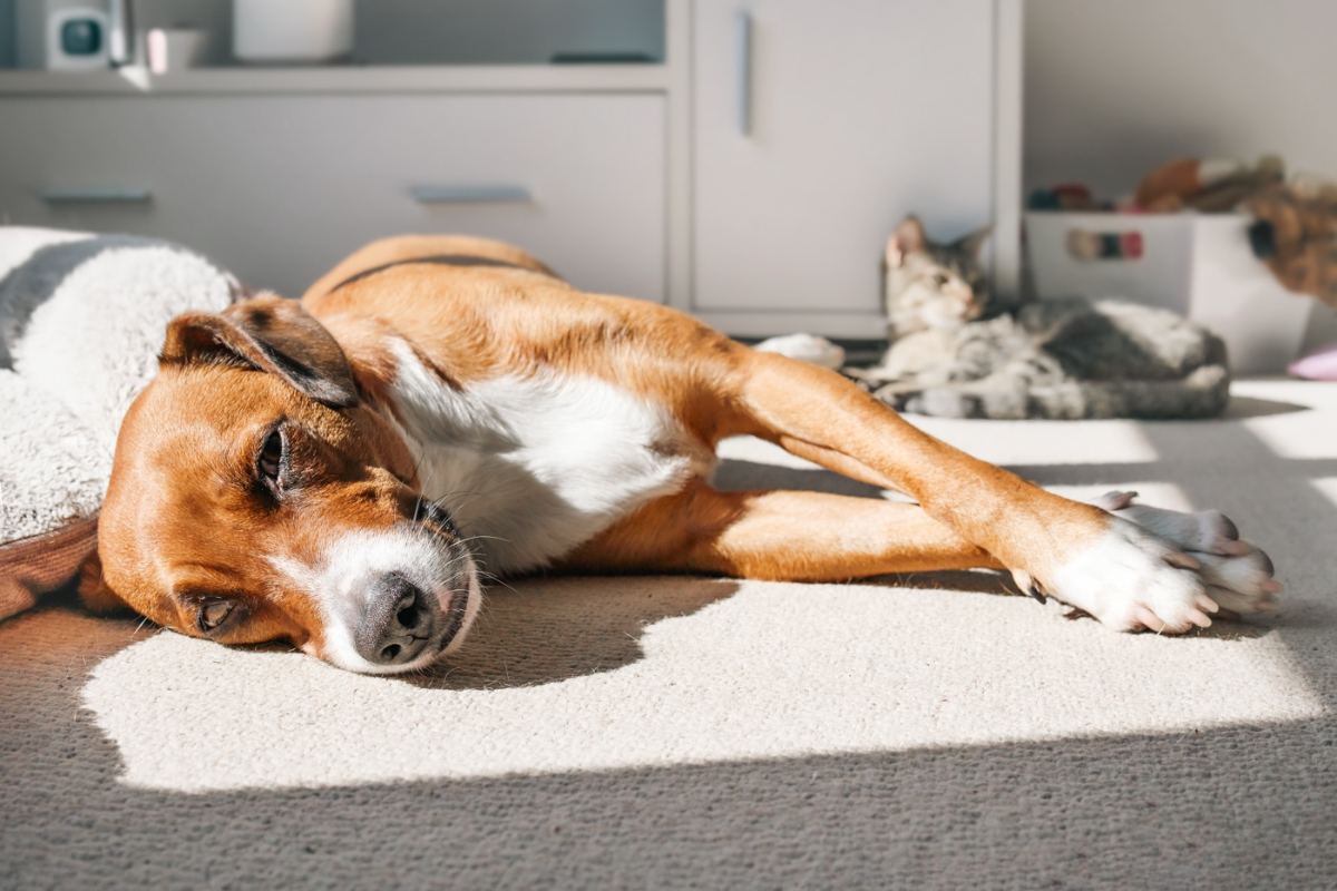 Dog resting on a freshly cleaned, odor-free carpet